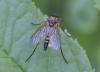Rhagio tringarius